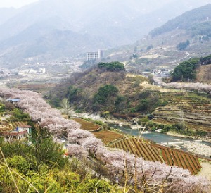 섬진강길 쌍계사.