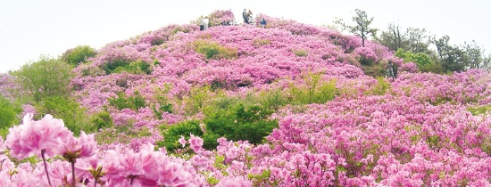 봉화산 철쭉  