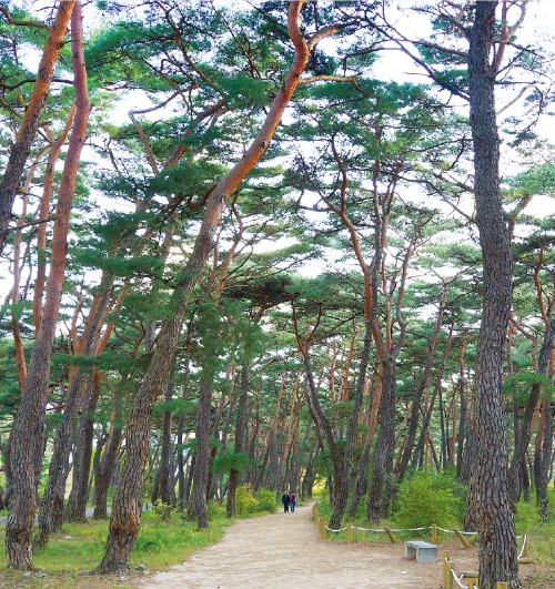 경북 청도의 운문사 솔숲. 