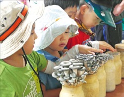 [Farm Stay] 경기 넓은들마을, 고구마 캐고 떡 찧고…고향의 맛·멋 물씬~