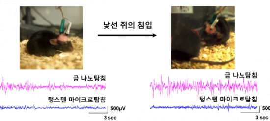 /쥐행동실험 비교