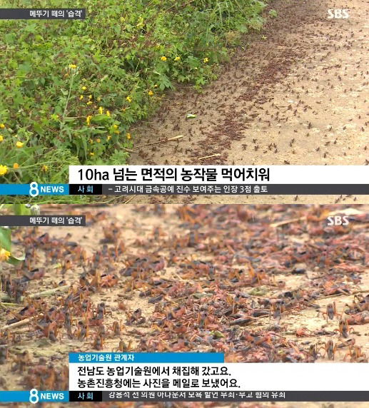 해남 메뚜기떼 / SBS 8시뉴스 캡처본