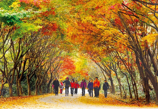 무등산의 가을풍경. /한국관광공사 제공 