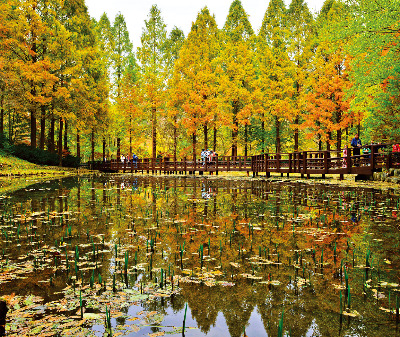 대전 장태산자연휴양림은 입구부터 쭉쭉 뻗은 나무들이 많아  뛰어난 풍광을 자랑한다.  한국관광공사 제공 