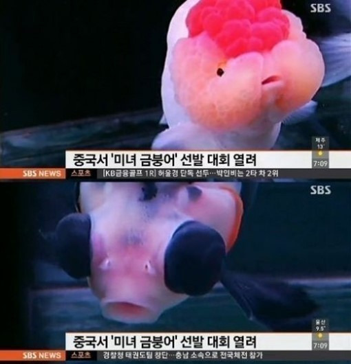 중국 미녀 금붕어 선발대회 /사진=SBS 방송화면 캡처