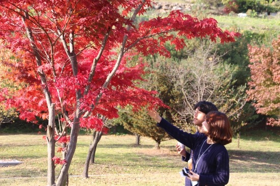 단양휴게소 가을 단풍 절정