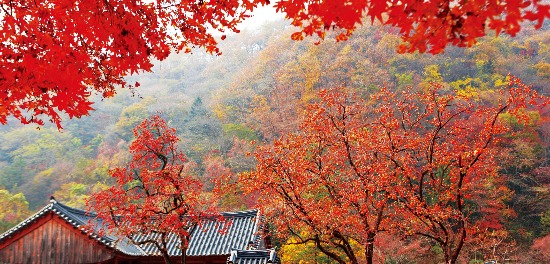 단풍으로 붉게 물든 전남 장성 백양사의 풍경. /한국관광공사 제공 