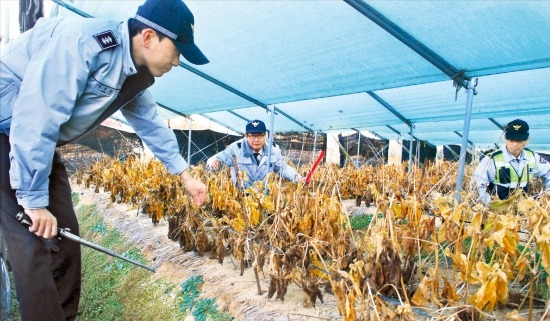 충북 음성경찰서 소속 양현문 경장(왼쪽부터)과 김인수, 민재용 경위가 지난 13일 오후 관할 지역 인삼밭에서 절도 피해 여부를 확인하고 있다. 홍선표 기자