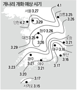 개나리·진달래, 서울 4월 3·4일께 '절정'