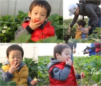 &#39;슈퍼맨이 돌아왔다&#39; 서언 서준, 딸기 농장 대습격 &#39;냠냠&#39;