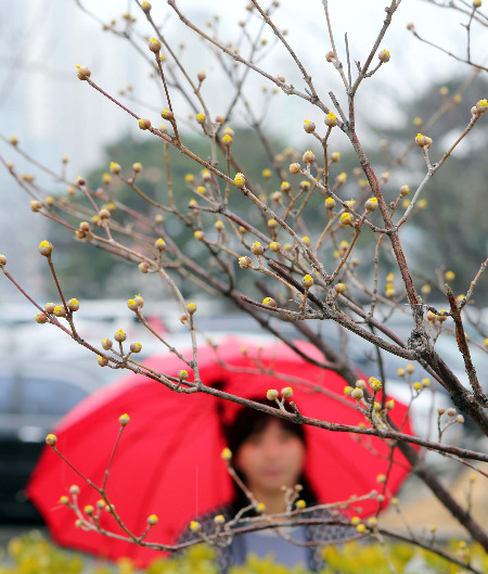 속살 드러낸 산수유