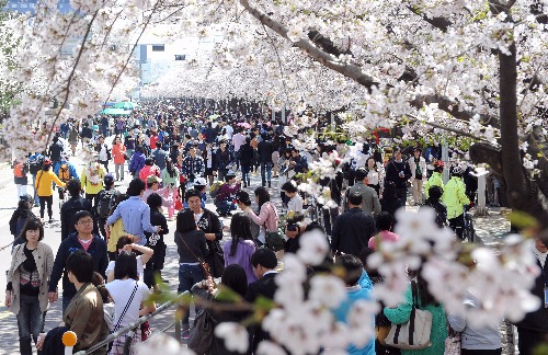 여의도 벚꽃축제, 교통 통제구간 살펴보니