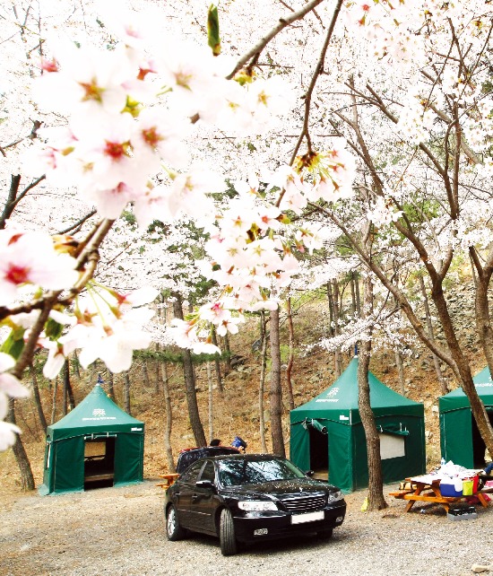 벚꽃이 만발한 충남 서천의 희리산휴양림 캠핑장. 