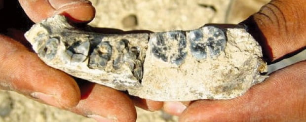 [포커스] 280만년전 인류화석 발견…인류진화의 고리 연결되다