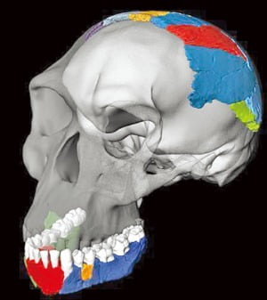 호모 하빌리스의 화석을 토대로 복원된 전체 두개골. (사진 출처: 독일 막스플랑크 진화인류학 연구소)