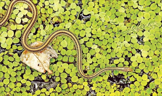 snake 외에도 뱀을 지칭하는 말로 viper, serpent 등을 사용하기도 하는데, viper는 주로 ‘독사’를 가리키고, serpent는 ‘큰 뱀’을 주로 지칭하는 단어랍니다