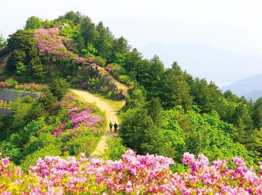 지리산 철쭉. /사진=한국관광공사 제공
