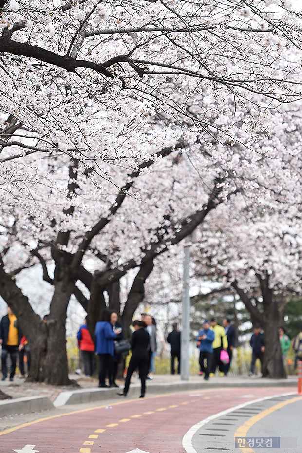 [포토] '벚꽃축제' 앞두고 만개한 윤중로