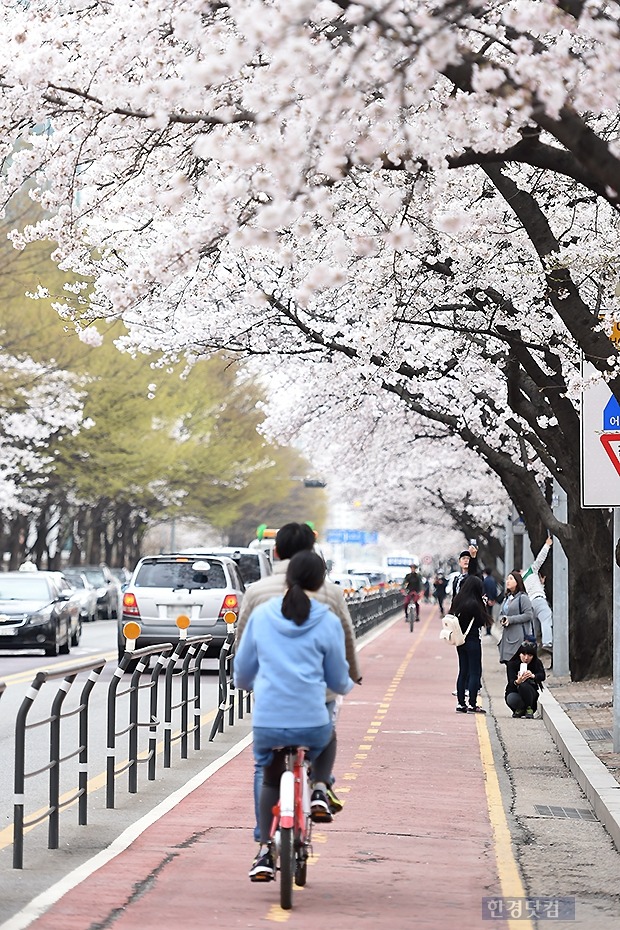 [포토] '즐거운 벚꽃 길 자전거 데이트~'