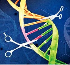 유전자 가위 모식도 