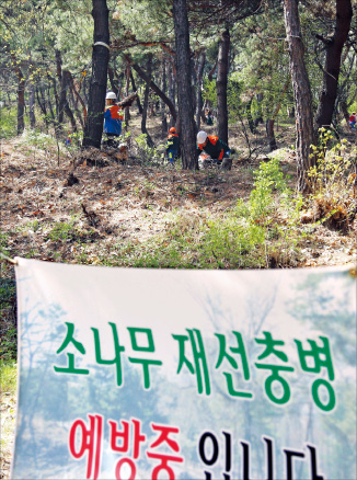 서울서 또 '소나무 에이즈' 재선충병…남산도 뚫렸다