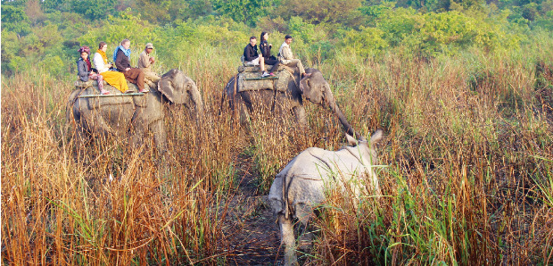  코끼리 등에 타고 카지랑가 공원을 도는 사파리 투어. 코끼리에 탄 관광객들이 코뿔소를 구경하고 있다. 