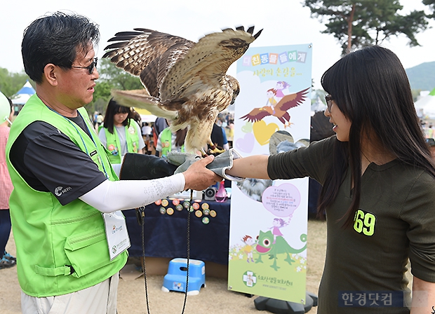 [포토] 눈 앞에서 보는 매 (2015 연천구석기축제)