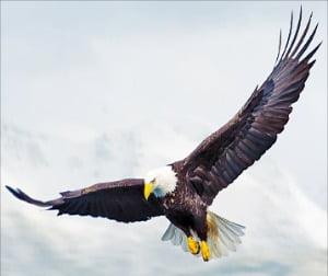 독수리가 먹이를 향해 낙하할 때 사이클로이드와 가까운 곡선을 그리며 목표물로 날아가요.