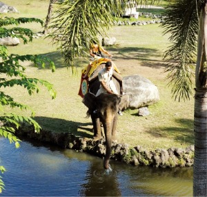 인도네시아 발리 마라리버 롯지 호텔에서 만난 코끼리
 