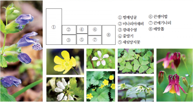 곰배령 눈개승마, 선운산 미나리아재비…화장기 없이 고운 그 이름, 야생화