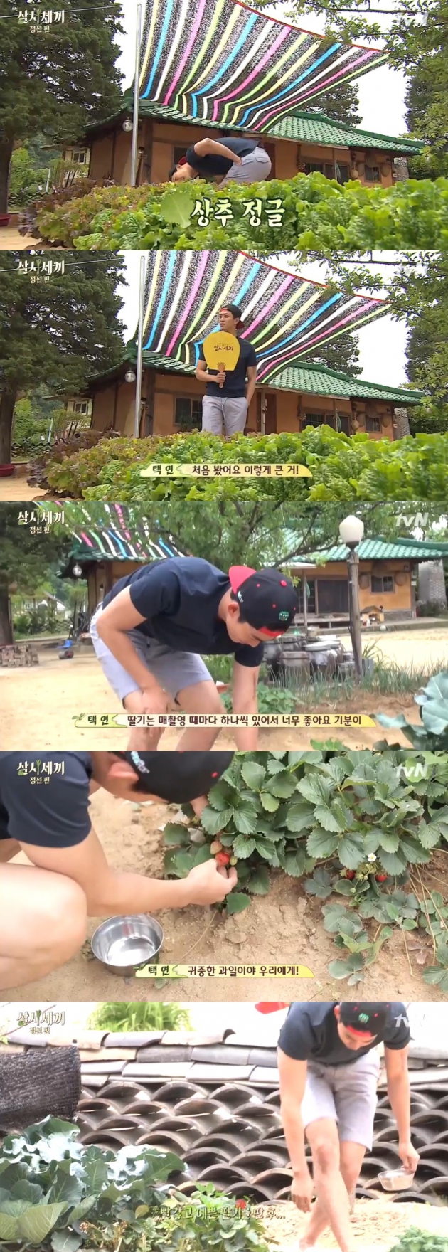 삼시세끼 / 삼시세끼 사진=tvn 방송 캡처