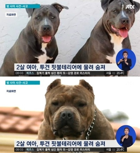 핏불테리어 개에 물려 숨져 핏불테리어 개에 물려 숨져 / JTBC 방송 캡처