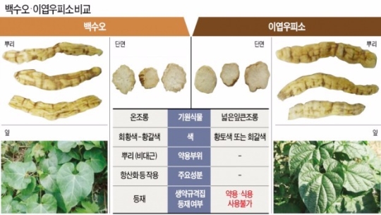 "가짜 백수오 환불"…소비자상담 1만3000건 '3배 급증'