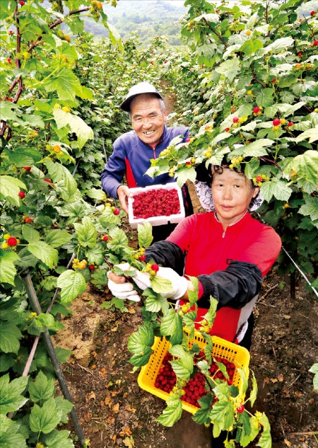 경남 산청 산딸기 수확 