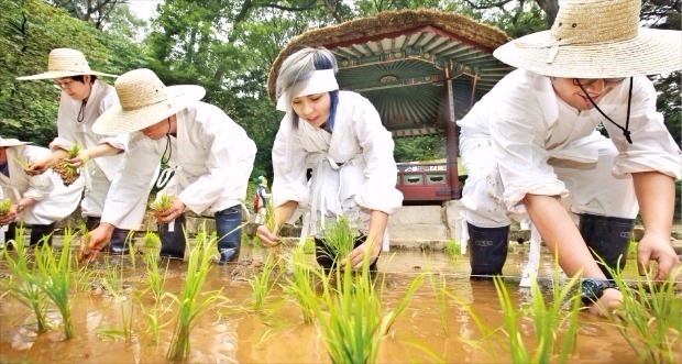 창덕궁서 모내기 체험 