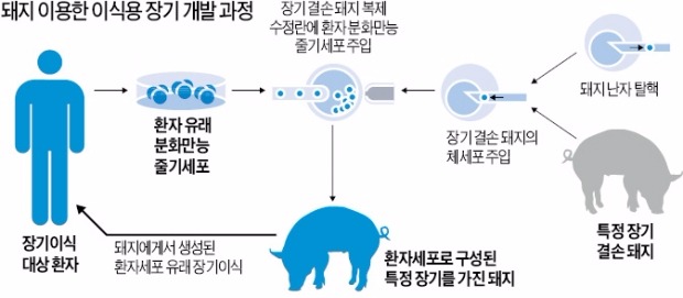 돼지 배아에 인간세포 주입…이식용 장기 만든다