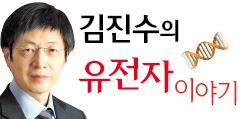 돼지 배아에 인간세포 주입…이식용 장기 만든다