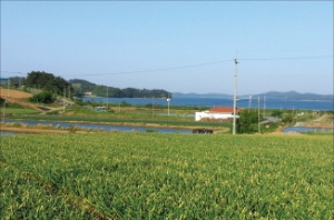 충남 태안군 바다 조망 전원지 