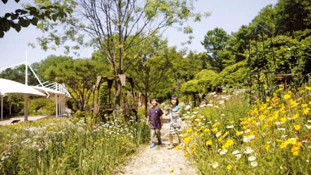  경기 용인 한택식물원 금계국 