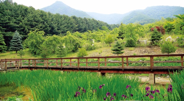  강원 양구 습지원 뒤 대암산솔. 