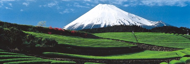 일본의 후지산과 녹차밭. 일본관광청 제공 