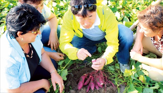 이병찬 흙사랑119 대표(가운데)가 루마니아 고객사에 신품종 고구마의 특징을 설명하고 있다. 중소기업진흥공단 제공