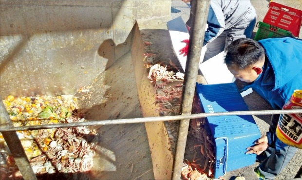경북 포항북부경찰서 소속 경찰관이 지난 3월 압수했던 불법 어획물을 구룡포항 인근 음식물 쓰레기 처리장에 버리고 있다. 포항북부서 제공