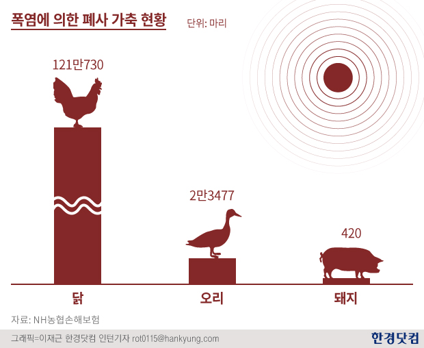 더위로 폐사하는 가축 급증 … 닭 오리 돼지 순