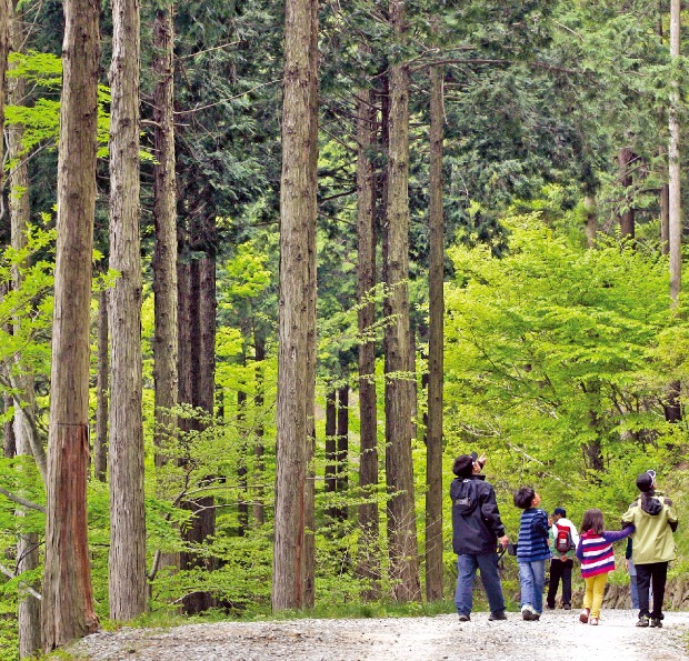 전남 장성 축령산자연휴양림 안에 있는 편백나무숲길. 한국관광공사 제공 