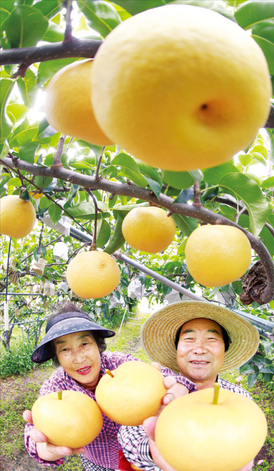 "탐스런 화산배 맛 보세요"