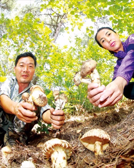 갓 채취한 자연산 송이