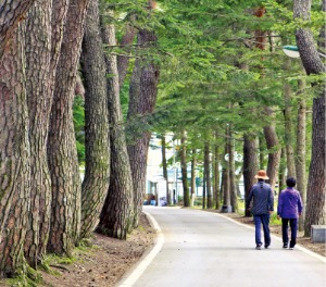 충북 보은의 오리숲길 초입 