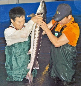 함양지리산영농조합법인 이상선 씨(왼쪽)와 아들 이순철 씨가 양식장에서 키우고 있는 철갑상어를 들어 보이
고 있다. 함양군청 제공