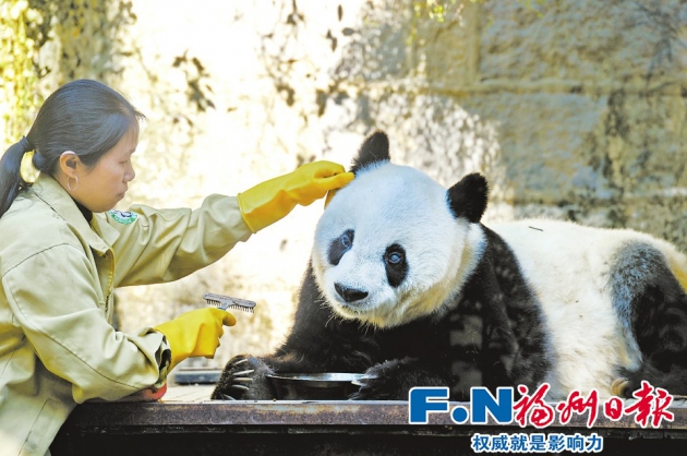 중국 스타 판다 '바스', 귀여워~ 35세 세계 두 번째 고령, 사람 나이로 100세!